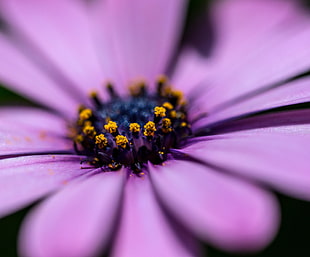 closeup photo of purple flower