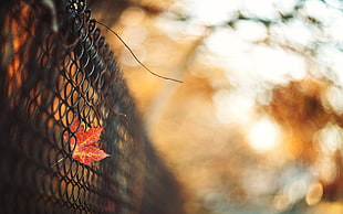 red flower, fence, fall, leaves