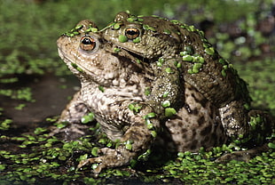 brown frogs