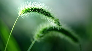 green Timothy-grass, fresh, nature, green, plants HD wallpaper