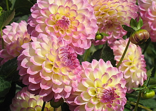 macro shot of flowers HD wallpaper