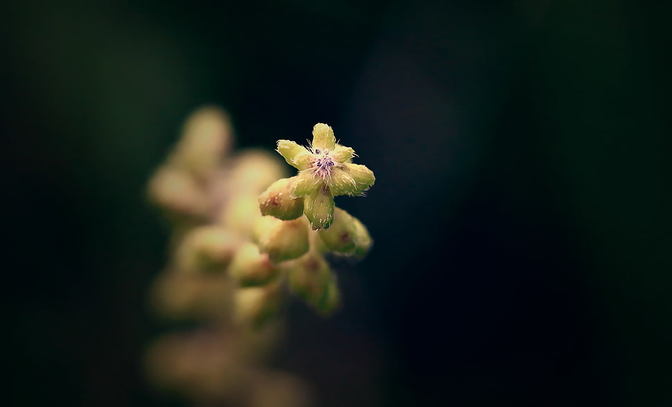 selective-focus photography of yellow flower HD wallpaper