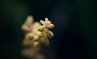 selective-focus photography of yellow flower