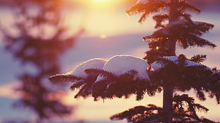 green pine tree, snow, trees, sunlight, depth of field