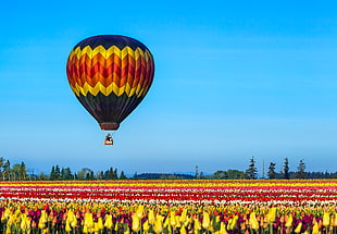 hot air balloon flying under blue skies and above Tulip field