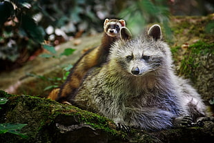 two gray animlas on forest