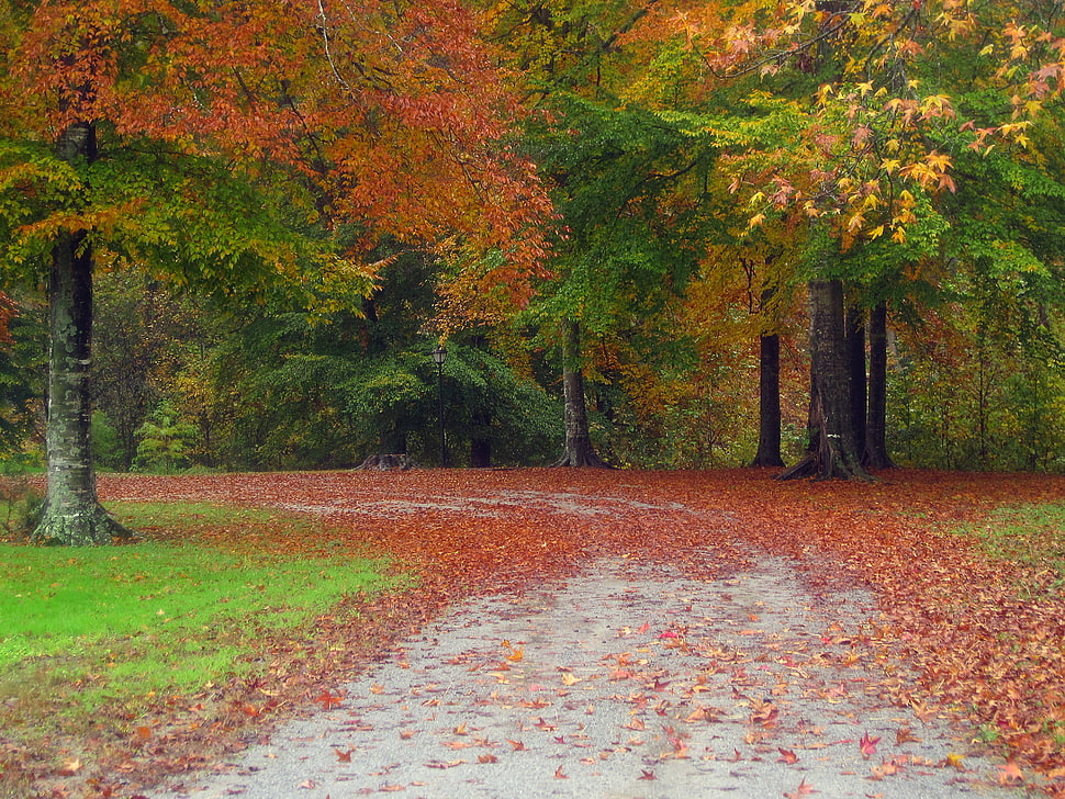 green and orange trees HD wallpaper