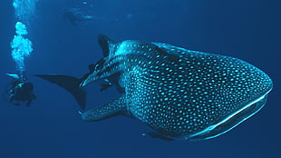 white and gray whale shark, whale shark, underwater, shark, divers