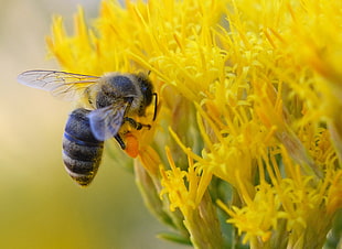HD photography of gray and black bee on yellow flower, honey bee, rabbitbrush HD wallpaper