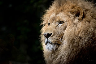 Lion head close-up photo