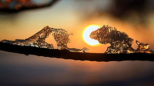 closeup photo of ice on twig during sunset HD wallpaper