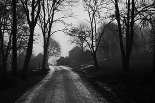 gray scale photo of road between trees