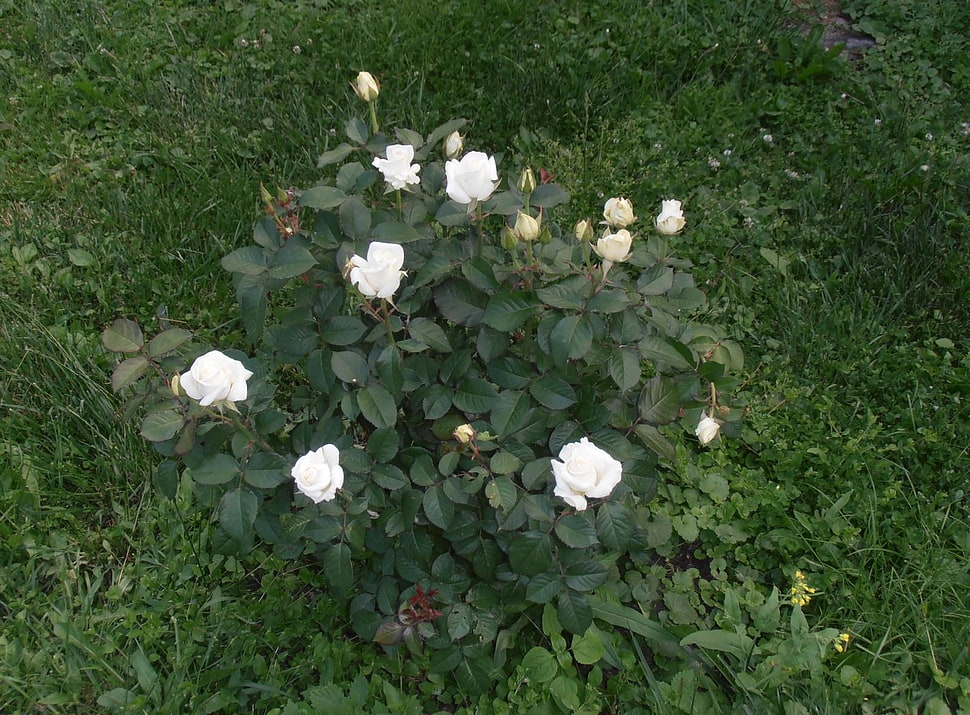 white flower with green leaves HD wallpaper