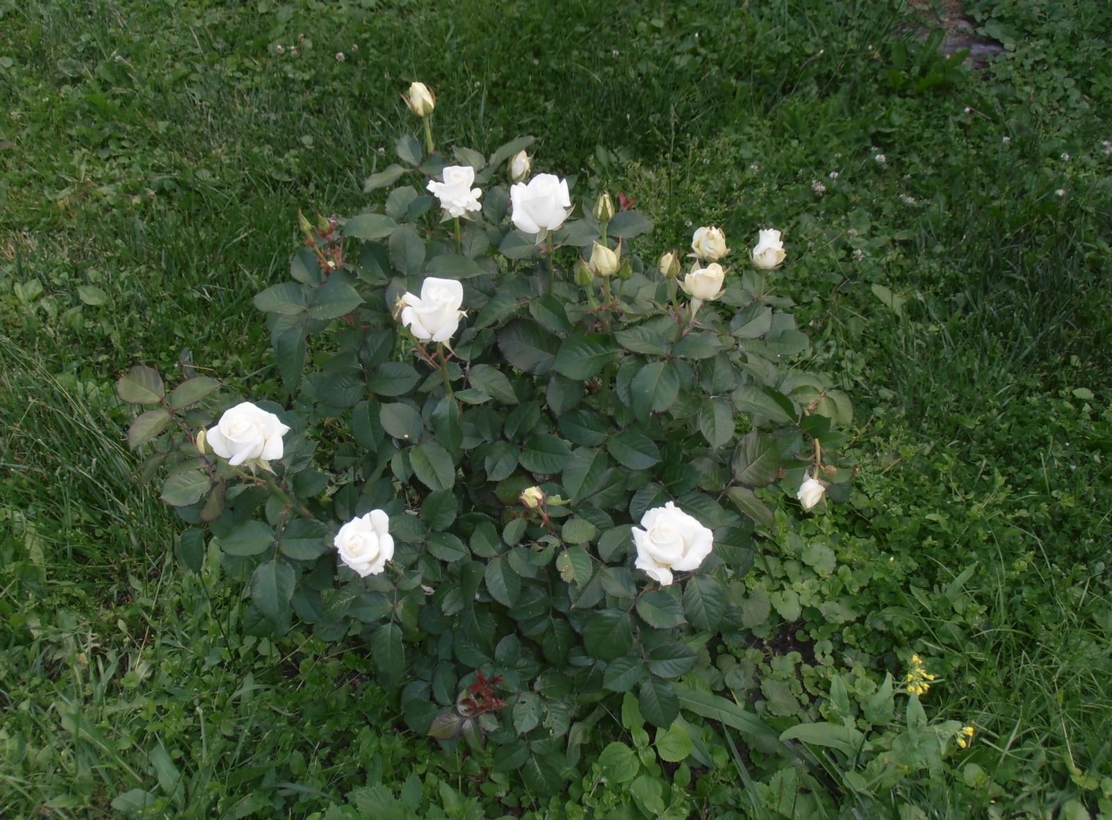 white flower with green leaves