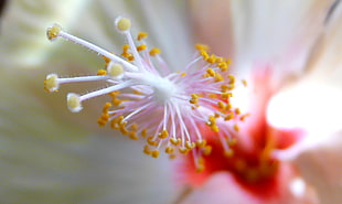 macro photography of white and yellow flower, hibiscus