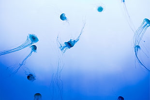 jellyfishes on ocean HD wallpaper