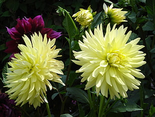 photo of yellow petal flower
