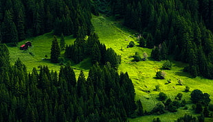 green pine trees, nature, landscape, trees, pine trees HD wallpaper