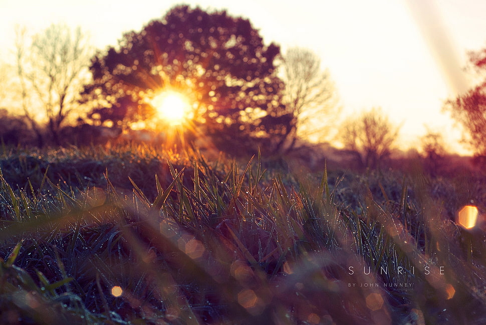 green grass field photo HD wallpaper