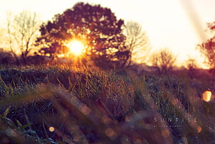 green grass field photo