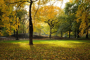 photo of tree on grass field, central park HD wallpaper