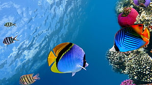 tropical fishes, underwater, coral, fish, photo manipulation HD wallpaper