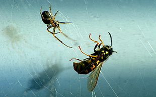 micro photograph of wasp and spider