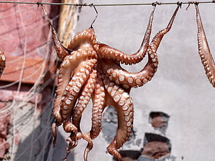 close up photo of octopus taxidermy