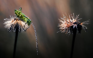 green locust perched on brown petaled flower selective photography at daytime HD wallpaper