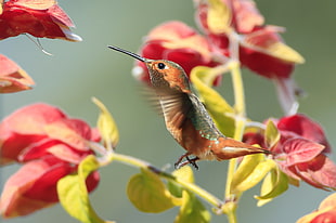 orange and grey hummingbird