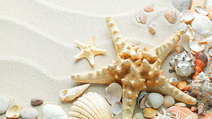 flat lay photography of starfish and seashells on sand HD wallpaper