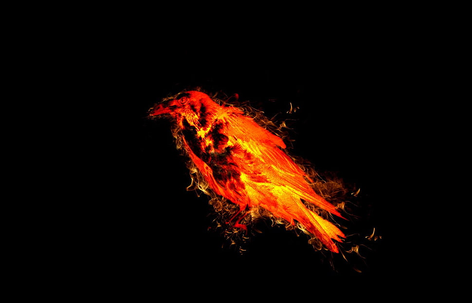 red and yellow flame bird illustration, animals, birds, fire, simple background HD wallpaper