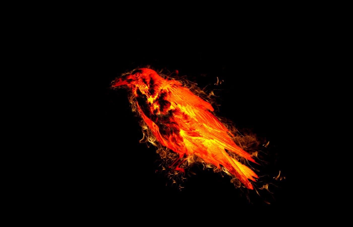 red and yellow flame bird illustration, animals, birds, fire, simple background