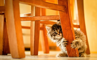 gray and black tabby kitten holding brown wooden chair