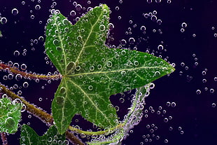 green 5-leafed plant, Ivy, Leaf, Drops HD wallpaper