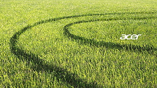 green grass field, Acer, field, plants HD wallpaper