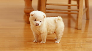 short-coated white puppy, dog, puppies, Akita, animals HD wallpaper