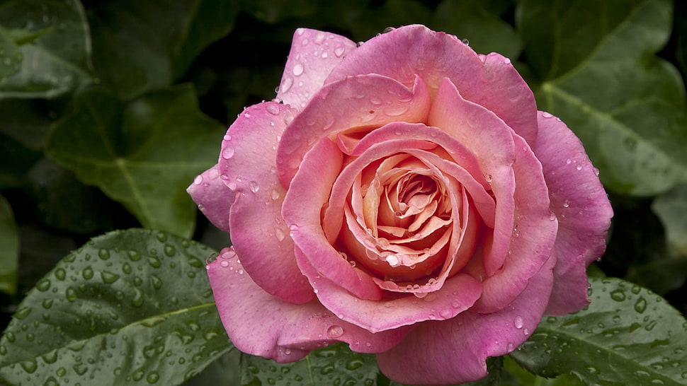 photography of pink and white rose HD wallpaper