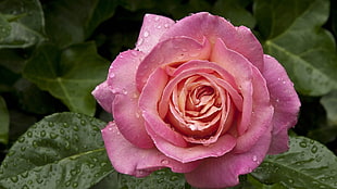 photography of pink and white rose