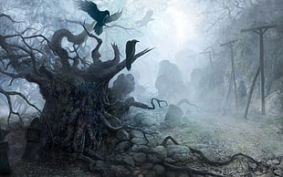 birds, raven, fantasy art HD wallpaper