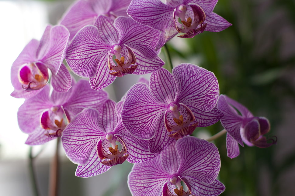 shallow focus photography of purple flower lot, orchids HD wallpaper