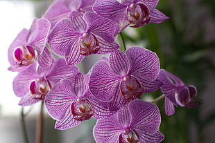 shallow focus photography of purple flower lot, orchids