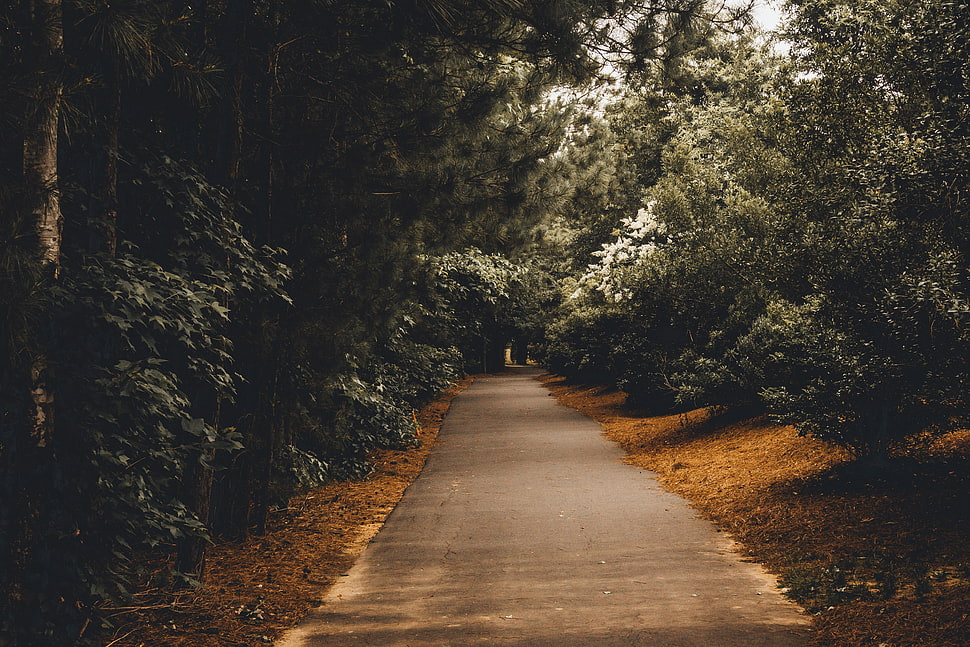 gray road surrounded by green trees HD wallpaper