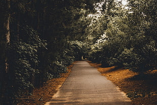 gray road surrounded by green trees