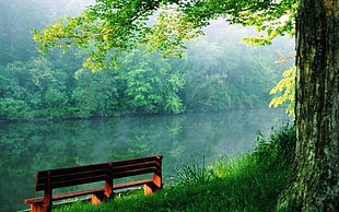 brown wooden bench under brown big tree in front of lake