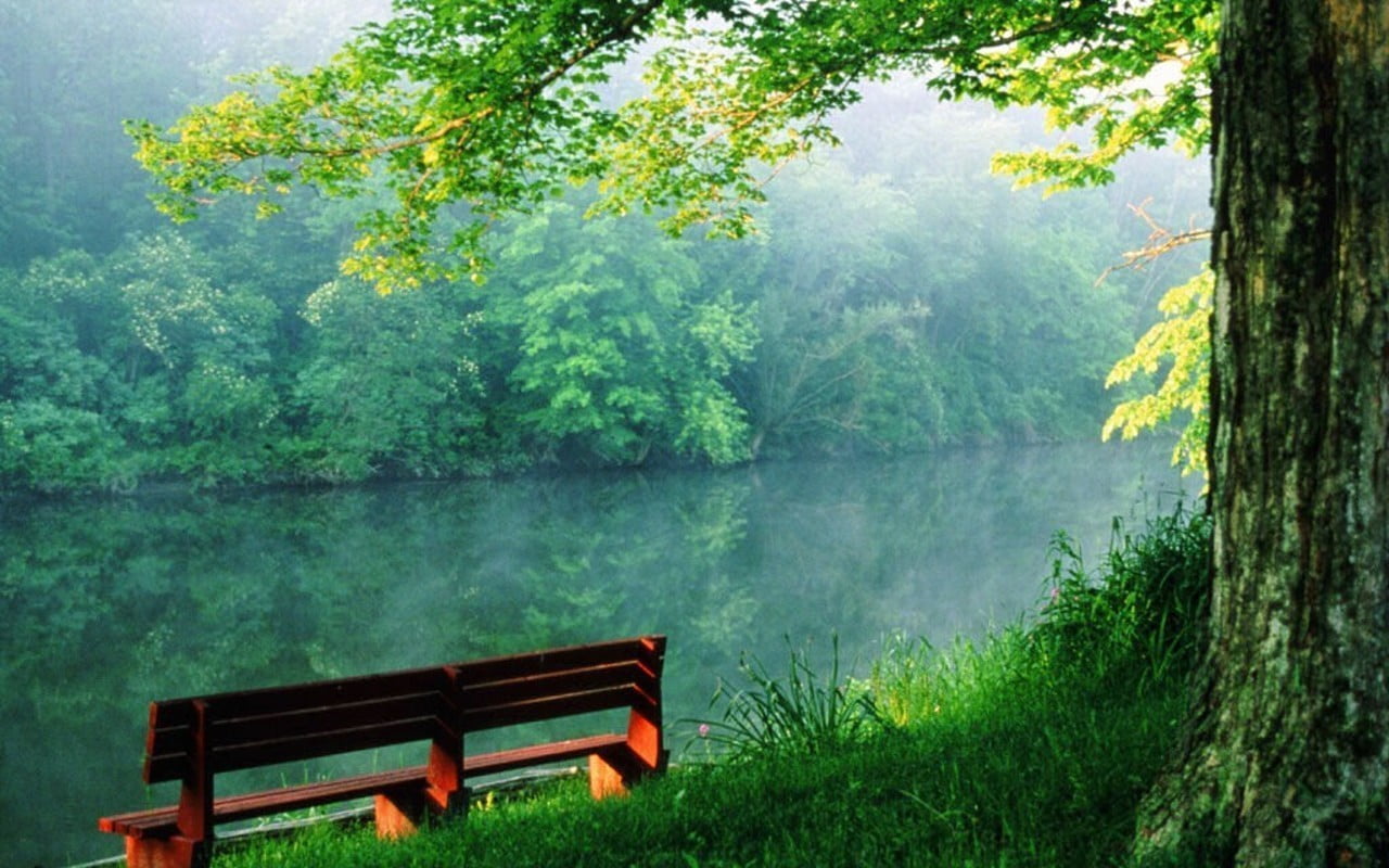 Brown Wooden Bench Under Brown Big Tree In Front Of Lake Hd Wallpaper
