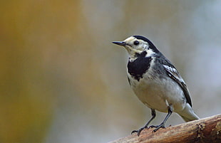small size bird on brown wooden surface HD wallpaper