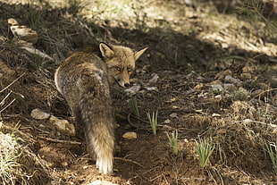 shallow focus photography of grey fox during daytime HD wallpaper