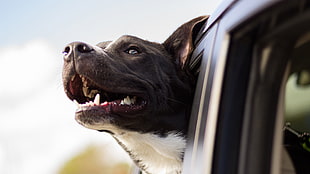 adult blue and white American pit bull terrier, photography, dog, window, car