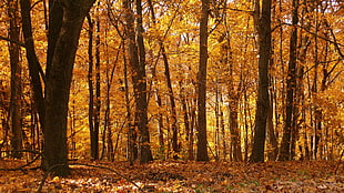 maple leaf trees HD wallpaper